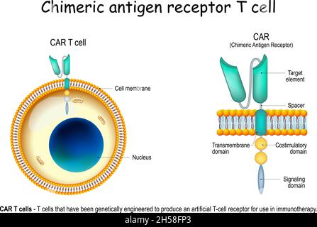 CAR - Chimeric antigen receptor T cell. lymphocyte that have been genetically engineered to produce an artificial T-cell receptor Stock Vector