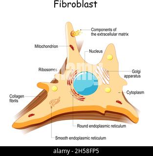 fibroblast. Cell structure and anatomy. Collagen fibers and skin cell. Vector illustration Stock Vector