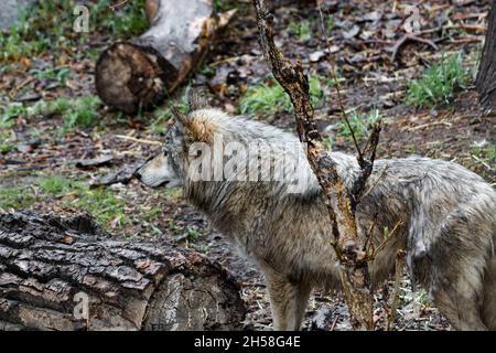 Grey wolf facing left in rain with grass, ground cover and logs in photo Stock Photo
