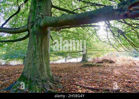 Sevenoaks Weald, Kent UK 7th November 2021. UK Weather: Autumnal sun rays and hazy sunshine beam on countryside park in Kent, grounds covered in autumnal and colourful leaves. Credit: Xiu Bao/Alamy Live News Stock Photo