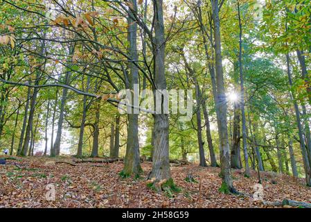 Sevenoaks Weald, Kent UK 7th November 2021. UK Weather: Autumnal sun rays and hazy sunshine beam on countryside park in Kent, grounds covered in autumnal and colourful leaves. Credit: Xiu Bao/Alamy Live News Stock Photo