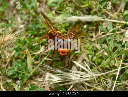 Close-up Megascolia maculata female that is crawling green grass. Stock Photo