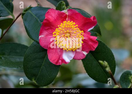 Unusual two tone Camellia japonica Mikuni-no-homare flower in winter Stock Photo