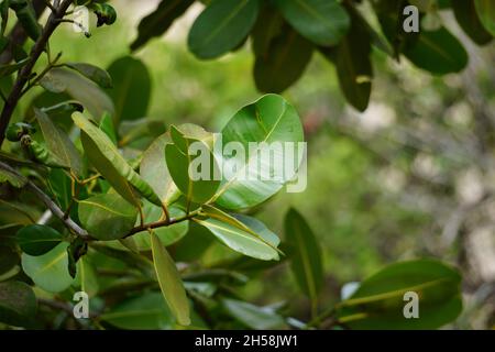 Calophyllum inophyllum (tamanu, mastwood, beach calophyllum, beautyleaf, Sinhala, Alexandrian laurel, balltree, beach touriga, Borneo-mahogany) with n Stock Photo