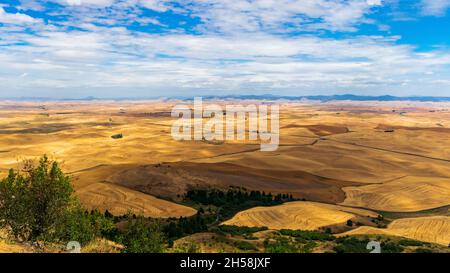 Golden rolling hills of the Palouse during summer in Washington, USA Stock Photo