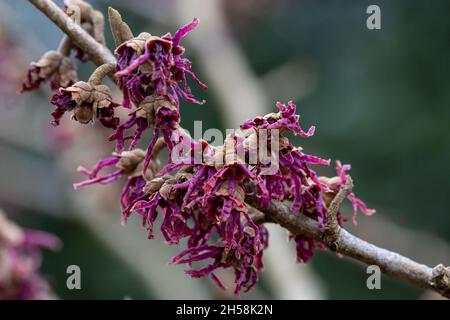 Rare and unusual purple flowered Hamamelis vernalis Brotznan Stock Photo