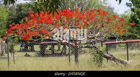 A royal ponciana tree in a yard at Papa-Lealea village Stock Photo