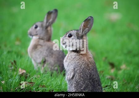 Two Wild Rabbits at Tandle Hill Country Park Stock Photo
