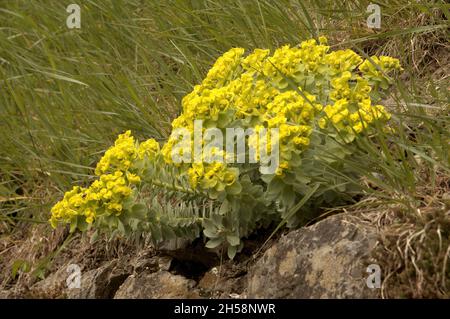 Spurge (Euphorbia sp.) in meadow near Losttallo, Switzerland Stock Photo