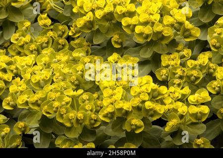 Spurge (Euphorbia sp.) in meadow near Losttallo, Switzerland Stock Photo