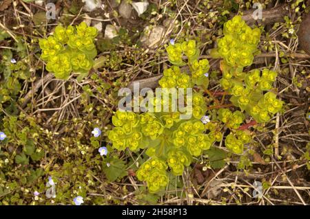 Spurge (Euphorbia sp.) in meadow near Losttallo, Switzerland Stock Photo