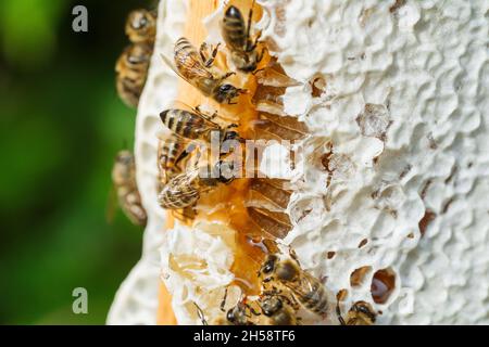Macro of working bees on a honeycomb. Beekeeping and honey production image. Stock Photo