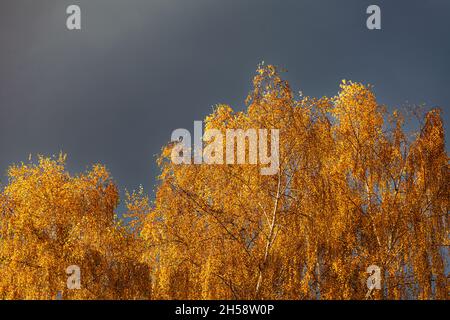 Autumn leaves against a dark and threatening sky in Steveston British Columbia Canada Stock Photo