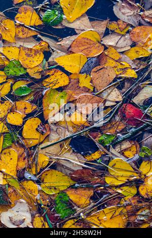 Floating leaves and other debris on the edge of a coastal marsh in Steveston British Columbia Canada Stock Photo