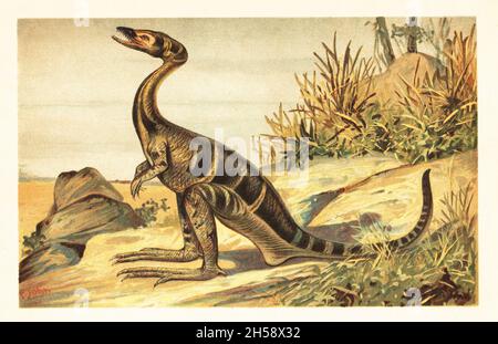 Compsognathus longipes, extinct species of small, bipedal, carnivorous theropod dinosaur of the Tithonian, Late Jurassic. Compsognathus longipes Wagner. (Zierschnabel). Colour printed illustration by F. John from Wilhelm Bolsche’s Tiere der Urwelt (Animals of the Prehistoric World), Reichardt Cocoa company, Hamburg, 1908. Stock Photo