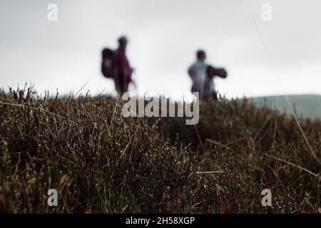 An eerie edit of a couple of moody atmospheric figures in the distance. With plants close up in the countryside. Stock Photo