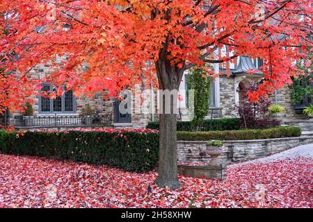 Sugar maple tree in brilliant shades of red, yellow and orange in fall Stock Photo