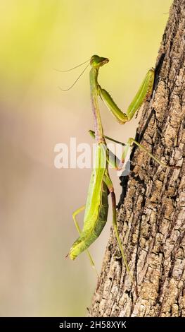 Green paying mantis close up Stock Photo