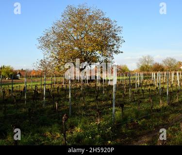 Vineyard landscape with walnut tree Stock Photo