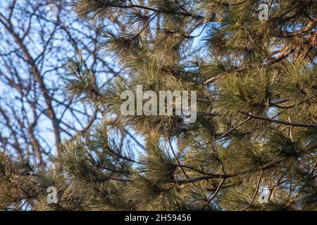 Picture of a wood of austrian pine trees, tall, in Palic, Serbia. Pinus nigra, the Austrian pine or black pine, is a moderately variable species of pi Stock Photo