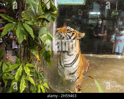 Malabon City, Philippines. 07th Nov, 2021. A Panthera tigris or tiger seen in a pond at the Malabon Zoo.Malabon Zoo in the Philippines had a soft opening after closure due to Covid-19 pandemic. As Metro Manila downgrade to alert level 2 status. Manny Tangco, the zoo owner, calling for cash donations to fund the food of the animals. Credit: SOPA Images Limited/Alamy Live News Stock Photo