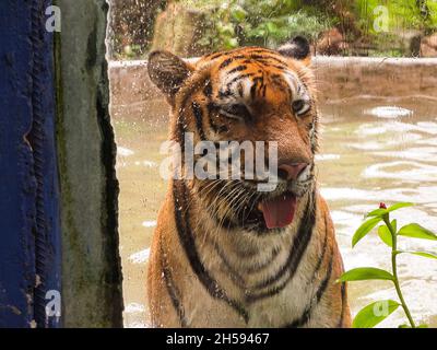 Malabon City, Philippines. 07th Nov, 2021. A Panthera tigris or tiger seen in a pond at the Malabon Zoo.Malabon Zoo in the Philippines had a soft opening after closure due to Covid-19 pandemic. As Metro Manila downgrade to alert level 2 status. Manny Tangco, the zoo owner, calling for cash donations to fund the food of the animals. Credit: SOPA Images Limited/Alamy Live News Stock Photo