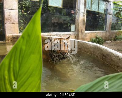 Malabon City, Philippines. 07th Nov, 2021. A Panthera tigris or tiger seen in a pond at the Malabon Zoo.Malabon Zoo in the Philippines had a soft opening after closure due to Covid-19 pandemic. As Metro Manila downgrade to alert level 2 status. Manny Tangco, the zoo owner, calling for cash donations to fund the food of the animals. Credit: SOPA Images Limited/Alamy Live News Stock Photo