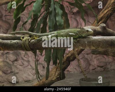 Malabon City, Philippines. 07th Nov, 2021. An Iguana seen on the top of a tree branch at the Malabon Zoo.Malabon Zoo in the Philippines had a soft opening after closure due to Covid-19 pandemic. As Metro Manila downgrade to alert level 2 status. Manny Tangco, the zoo owner, calling for cash donations to fund the food of the animals. Credit: SOPA Images Limited/Alamy Live News Stock Photo