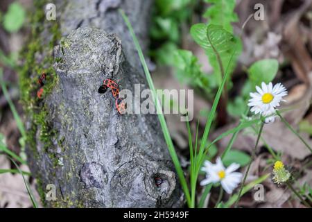 Picture of firebugs on a tree. The firebug, Pyrrhocoris apterus, is a common insect of the family Pyrrhocoridae. Easily recognizable due to its striki Stock Photo