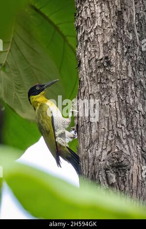 Image of Black-headed Woodpecker (Picus erythropygius)perched on a tree on nature background. Bird. Animals. Stock Photo