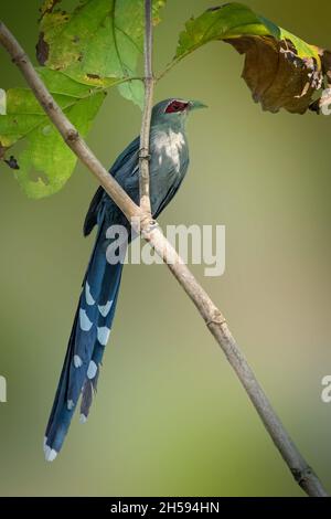 Image of green-billed malkoha (Phaenicophaeus tristis) perched on a tree branch. Birds. Wild Animals. Stock Photo