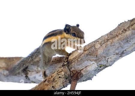 Imags of himalayan striped squirrel or burmese striped squirrel(Tamiops mcclellandii)on a tree. Wild Animals. Stock Photo