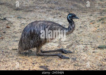 Image of common emu (Dromaius novaehollandiae) on nature background. Birds. Animals. Stock Photo