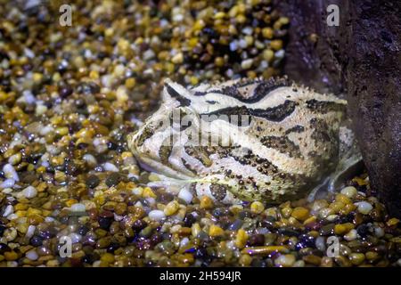 Image of horned frog on nature background. . Animals. Amphibians Stock Photo