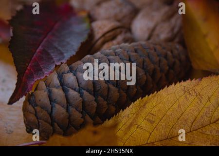 Close up of a brown pinecone Stock Photo