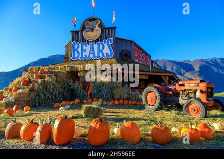 Keremeos, British Columbia, Canada - September 30, 2021: Bears fruit stand and farmers market display and arrangement of winter squash celebrating the Stock Photo