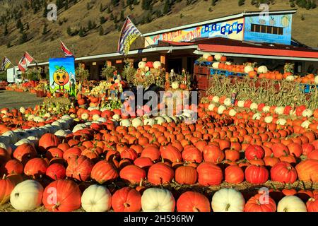 Keremeos, British Columbia, Canada - September 30, 2021: The Peach King fruit stand and farmers market display and arrangement of winter squash celebr Stock Photo