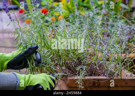 Gardener's hands in gloves with garden shears. Pruning lavender in the fall. Stock Photo