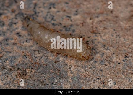 Brachyceran Fly Larva of the Suborder Brachycera Stock Photo