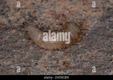 Brachyceran Fly Larva of the Suborder Brachycera Stock Photo