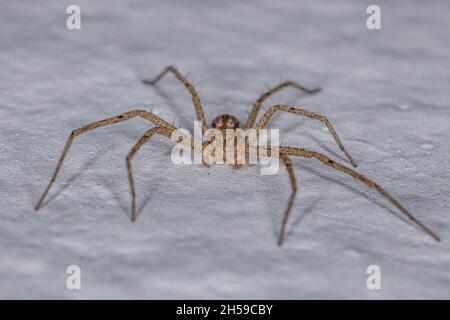 Adult Male Running Crab Spider of the Family Philodromidae Stock Photo