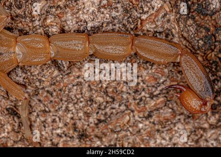 Adult Female Brazilian Yellow Scorpion of the species Tityus serrulatus Stock Photo