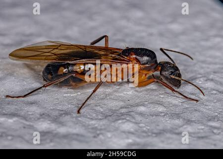 Adult Female Carpenter Queen Ant of the genus Camponotus Stock Photo