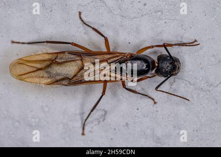 Adult Female Carpenter Queen Ant of the genus Camponotus Stock Photo