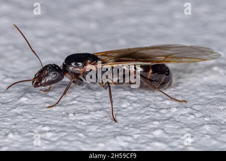 Adult Female Carpenter Queen Ant of the genus Camponotus Stock Photo