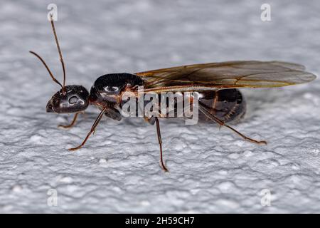 Adult Female Carpenter Queen Ant of the genus Camponotus Stock Photo