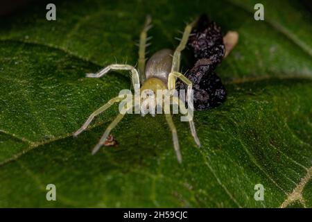Small Green Ghost Spider of the Family Anyphaenidae Stock Photo