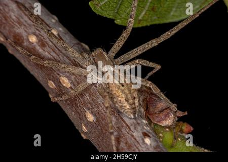 Adult Female Running Crab Spider of the Family Philodromidae Stock Photo