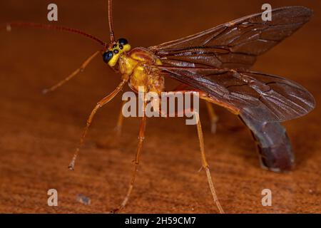 Adult Short-tailed Ichneumonid Wasp of the Subfamily Ophioninae Stock Photo