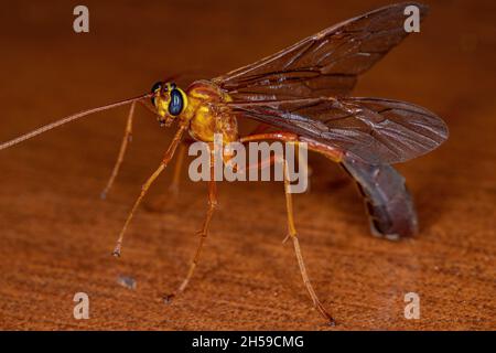 Adult Short-tailed Ichneumonid Wasp of the Subfamily Ophioninae Stock Photo